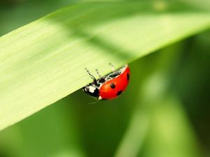 Preview wallpaper ladybug, leaves, grass