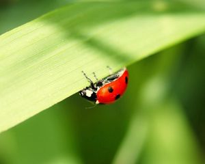 Preview wallpaper ladybug, leaves, grass