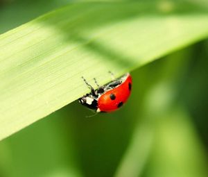Preview wallpaper ladybug, leaves, grass