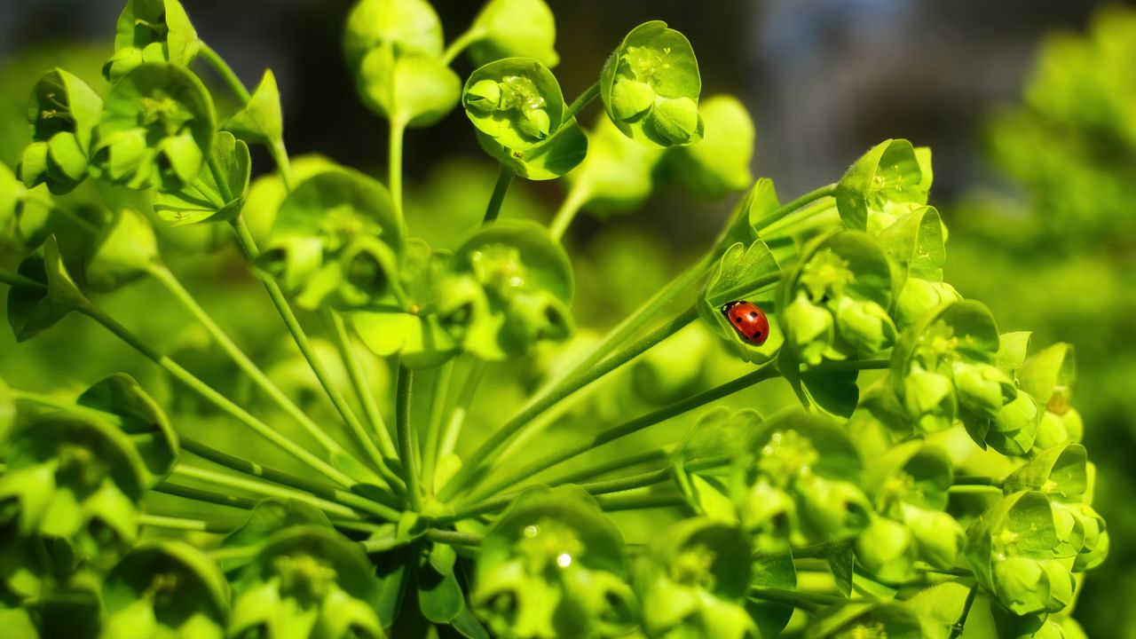 Wallpaper ladybug, leaves, plant, macro