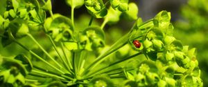 Preview wallpaper ladybug, leaves, plant, macro