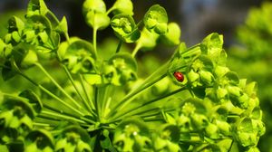 Preview wallpaper ladybug, leaves, plant, macro