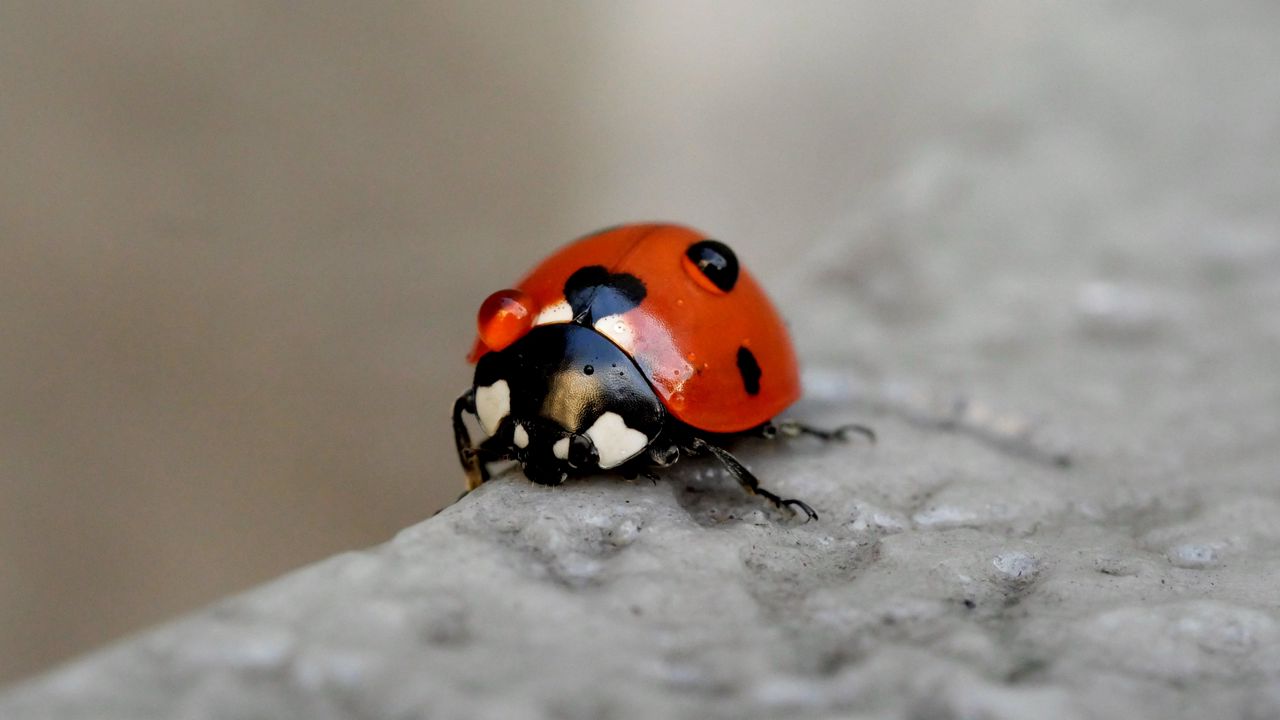 Wallpaper ladybug, macro, blur, glare