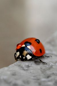 Preview wallpaper ladybug, macro, blur, glare