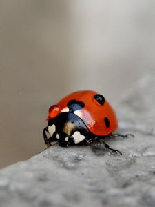 Preview wallpaper ladybug, macro, blur, glare