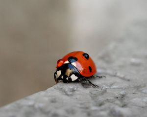 Preview wallpaper ladybug, macro, blur, glare