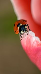 Preview wallpaper ladybug, petals, flower, macro