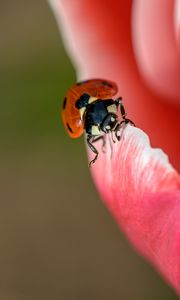 Preview wallpaper ladybug, petals, flower, macro