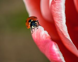 Preview wallpaper ladybug, petals, flower, macro