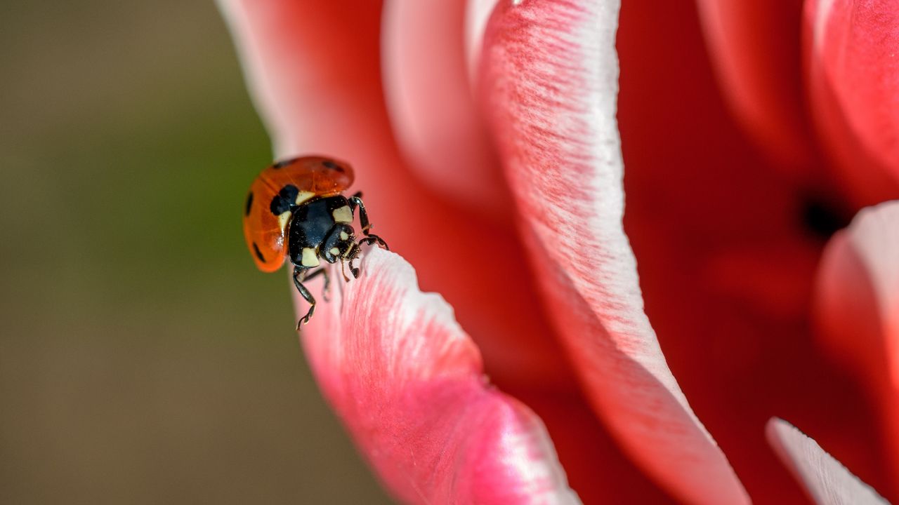 Wallpaper ladybug, petals, insect, close-up