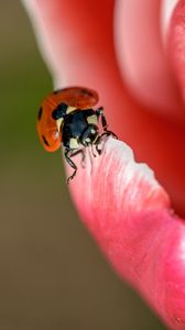 Preview wallpaper ladybug, petals, insect, close-up