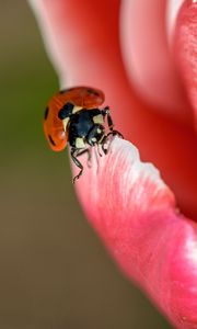 Preview wallpaper ladybug, petals, insect, close-up