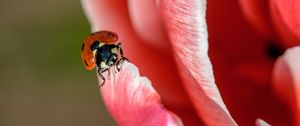 Preview wallpaper ladybug, petals, insect, close-up