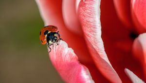 Preview wallpaper ladybug, petals, insect, close-up