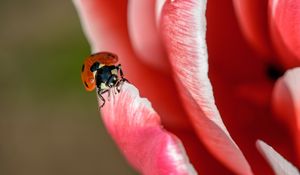 Preview wallpaper ladybug, petals, insect, close-up