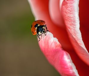 Preview wallpaper ladybug, petals, insect, close-up