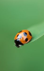 Preview wallpaper ladybug, plant, crawling, insect, blurring