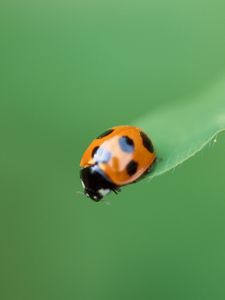 Preview wallpaper ladybug, plant, crawling, insect, blurring