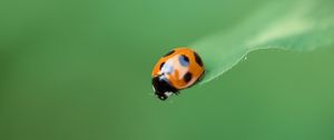 Preview wallpaper ladybug, plant, crawling, insect, blurring