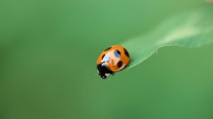 Preview wallpaper ladybug, plant, crawling, insect, blurring