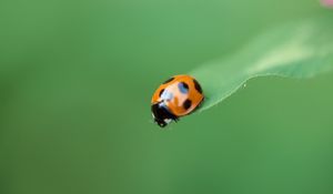 Preview wallpaper ladybug, plant, crawling, insect, blurring