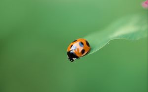 Preview wallpaper ladybug, plant, crawling, insect, blurring