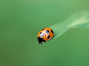 Preview wallpaper ladybug, plant, crawling, insect, blurring