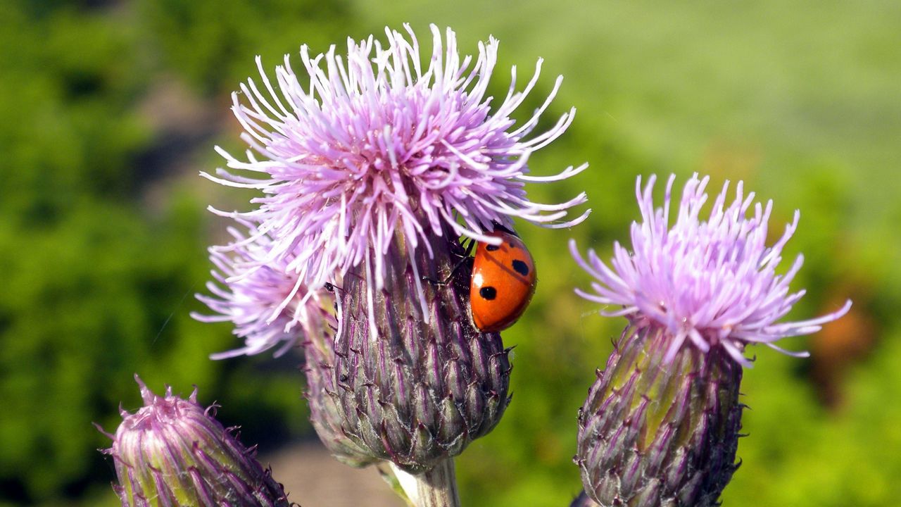 Wallpaper ladybug, plant, flower