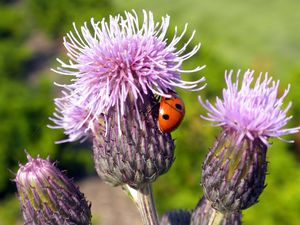 Preview wallpaper ladybug, plant, flower