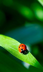 Preview wallpaper ladybug, plant, leaf, green