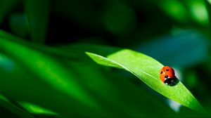 Preview wallpaper ladybug, plant, leaf, green