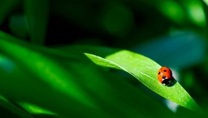 Preview wallpaper ladybug, plant, leaf, green