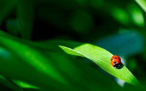 Preview wallpaper ladybug, plant, leaf, green