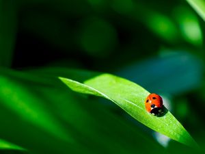 Preview wallpaper ladybug, plant, leaf, green