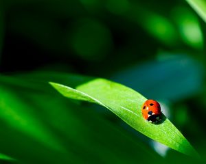 Preview wallpaper ladybug, plant, leaf, green