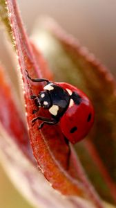 Preview wallpaper ladybug, plant, leaves