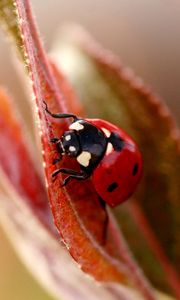 Preview wallpaper ladybug, plant, leaves