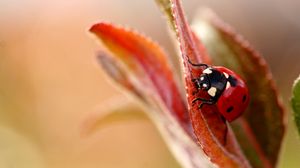 Preview wallpaper ladybug, plant, leaves