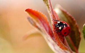 Preview wallpaper ladybug, plant, leaves