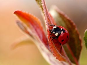 Preview wallpaper ladybug, plant, leaves