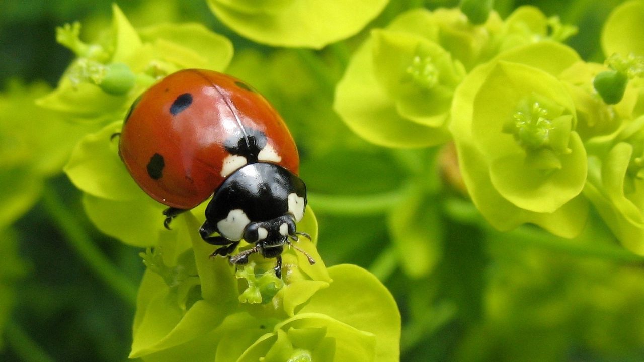 Wallpaper ladybug, plants, crawling, form