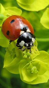 Preview wallpaper ladybug, plants, crawling, form