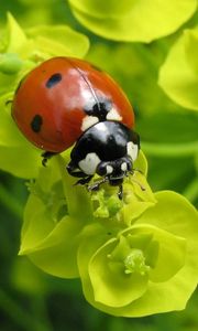 Preview wallpaper ladybug, plants, crawling, form