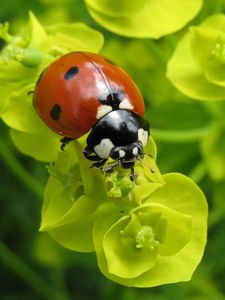 Preview wallpaper ladybug, plants, crawling, form