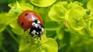 Preview wallpaper ladybug, plants, crawling, form