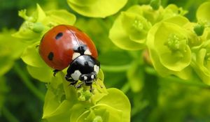 Preview wallpaper ladybug, plants, crawling, form