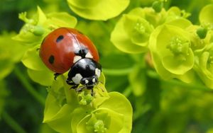 Preview wallpaper ladybug, plants, crawling, form