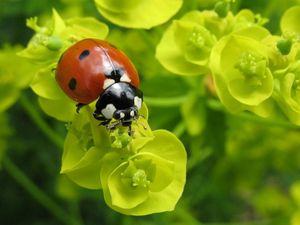 Preview wallpaper ladybug, plants, crawling, form