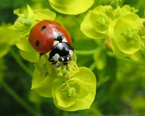 Preview wallpaper ladybug, plants, crawling, form