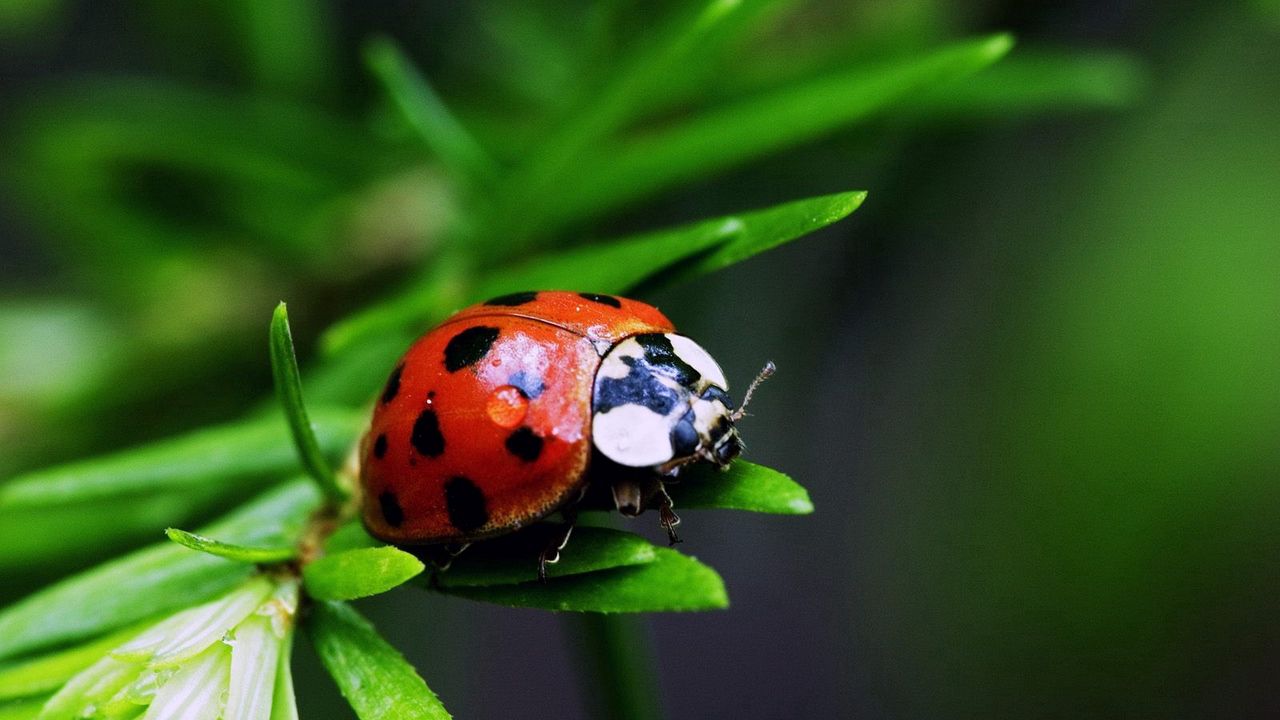 Wallpaper ladybug, plants, herbs